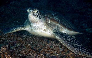 North Sulawesi-2018-DSC04360_rc- Green turtleTortue Verte - Chelonia mydas
